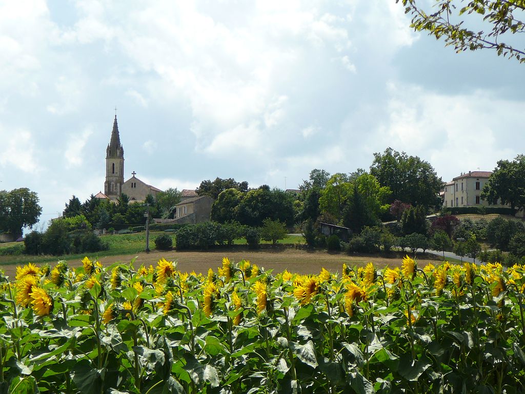 Champ de tournesols